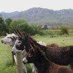 Ears donkey sanctuary